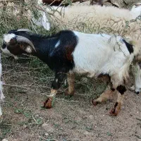 نری ۶۲۰۰گیسه دانه ۳۵۰۰