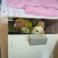 طوطی برزیلی (اوپال)|پرنده|شهریار, کردزار|دیوار