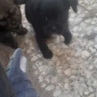 سگ نژاد دار|سگ|الوند, |دیوار