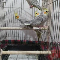 عروس هلندی مرواریدی|پرنده|اردبیل, |دیوار