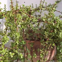 گل خرفه‌‌ای|گل و گیاه طبیعی|تربت جام, مطهری|دیوار