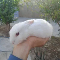 خرگوش