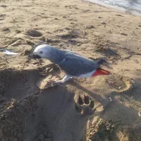 کاسکو گم شده