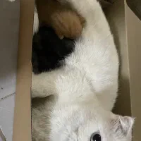 گربه اسکاتیش بریتیش|گربه|ری, دولتآباد|دیوار