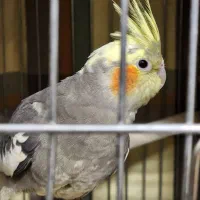 عروس هلندی  ماده  سینامون