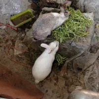 یک جفت خرگوش