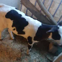 گوساله ماده|حیوانات مزرعه|خمینی‌شهر, |دیوار