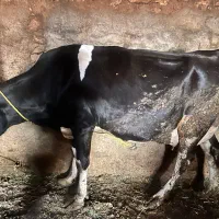 فروش‌ گاو‌ شیری‌ آبستن
