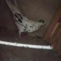 کفتر|پرنده|قم, قلعه کامکار|دیوار