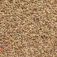 فروش فوری بذر یونجه پایه بلند درجه یک زیر قیمیت