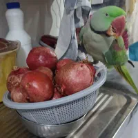 طوطی گم شده