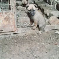 سگ پاکوتاه به همراه سه عدد توله پاکوتاه معاوضه