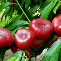 فروش انواع نهال میوه پربار