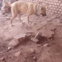 سگ نگهبان