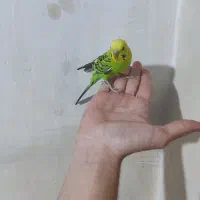 دو عدد مرغ عشق|پرنده|صوفیان, |دیوار