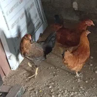 سه عدد بارنی دو رگه