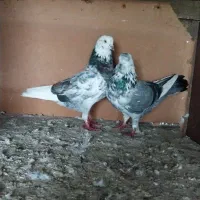 ۵۰عدد کبوتر|پرنده|رشت, حومه رشت|دیوار