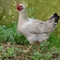 مرغ تخم گذار