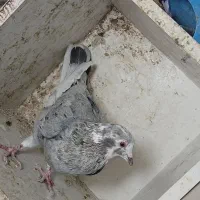 کبوتر|پرنده|فولادشهر, سایت صنعتی کاوه|دیوار