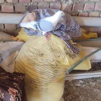 کبوتر سالم سرحال