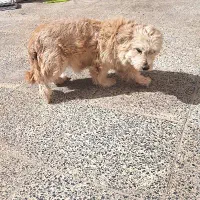 واگذاری سگ شیتزو