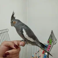 عروس هلندی شاه تخم