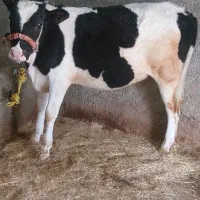 گوساله ماده اصیل هم داشتی و گوشتی وزن. ۲۲۰کیلو