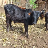 گوساله نر محلی