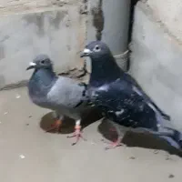 کبوترآلمانی نروماده جفت پلاکی