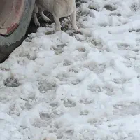 سگ هاسکی نگهبان  اصیل نر جوانن|سگ|مشهد, توس فردوسی|دیوار