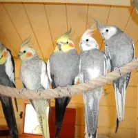 دنیای عروس هلندی سخنگو رام همه رنگ با ضمانت ۱ ساله|پرنده|تهران, جیحون|دیوار