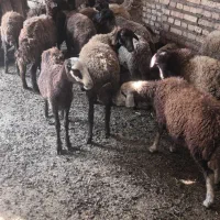 فروش گوسفند ابست وبره ریز درشت نرو ماده