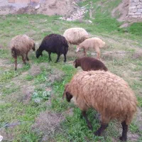 چهار راس میش