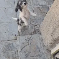 شیتزو توله|سگ|نورآباد ممسنی, |دیوار