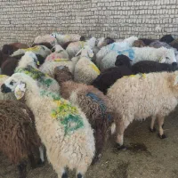 گوسفند سالم رفع بلا عقیقه عزیزانتون