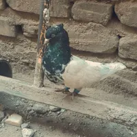 کفتر دارم سنگ میخام