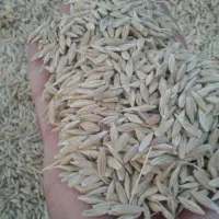 جو دیم مرغوب