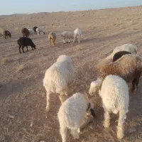 گوسفند|حیوانات مزرعه|سربیشه, |دیوار