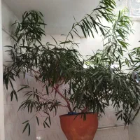 بنجامین آمستل بزرگ