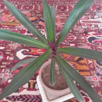 تعدادی گهواره موسی زیبا