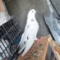 کبوتر دم سبز غریب