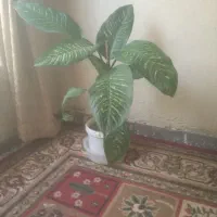 گل طبیعی