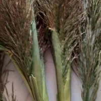 فروش گل