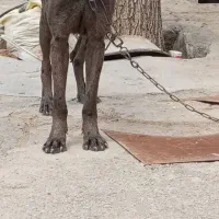 سگ برای واگذاری