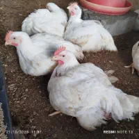 مرغ گوشتی ارگانیک زیر قیمت بازار