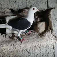 جوانه کویتی سیاه درشت نرومادگی نامعلوم قیمت 850