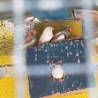 فنچ رنگ خاص