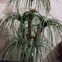 درختچه مصنوعی نخل|گل مصنوعی|شیراز, شهرک سراج‎|دیوار