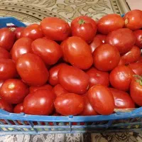 ۲۰کیلو گوجه کیلو ۳۵