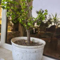 بنسای خرفه ، برگ قاشقی و برگ بیدی بنفش